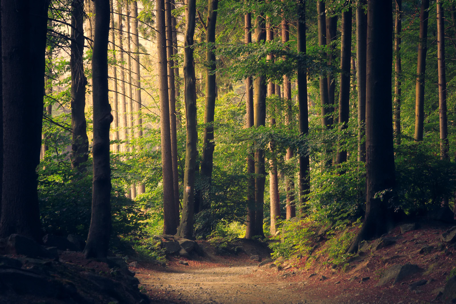 The Way of Five botanical lineage with morning sunbeam lighting cascading through pristine forest canopy
